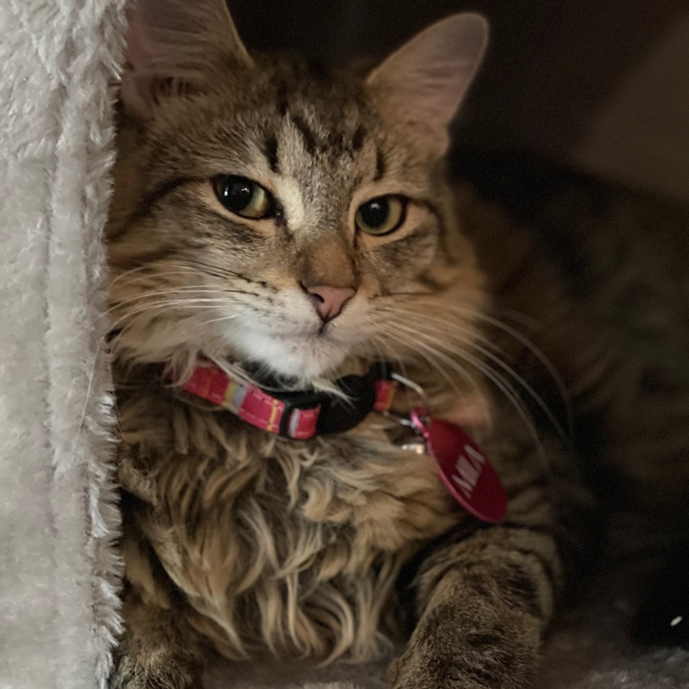 Meet your Posher, Mira